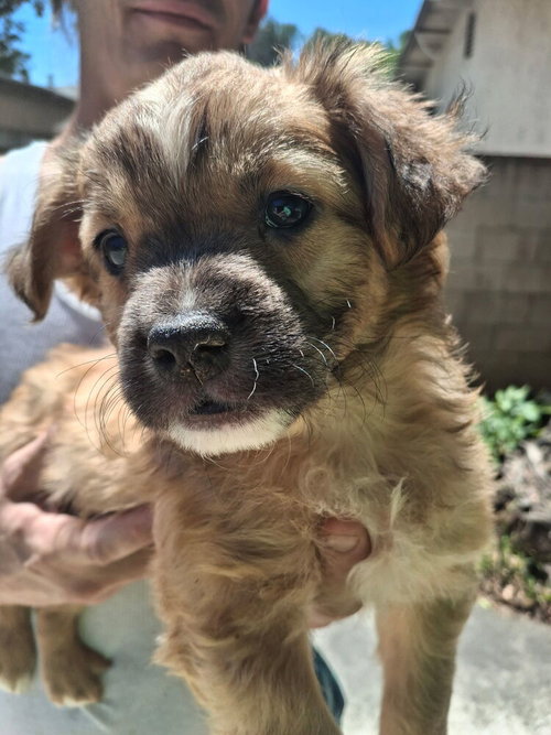 HERMAN - Cocker Spaniel available for adoption