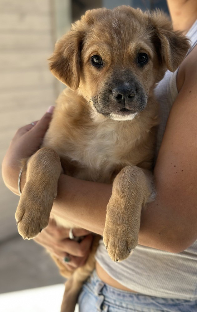 Herman