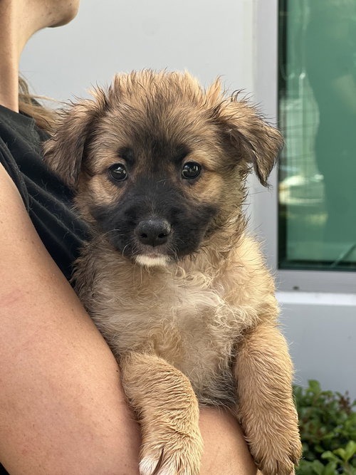 Zipper, an adoptable Cocker Spaniel in Dana Point, CA