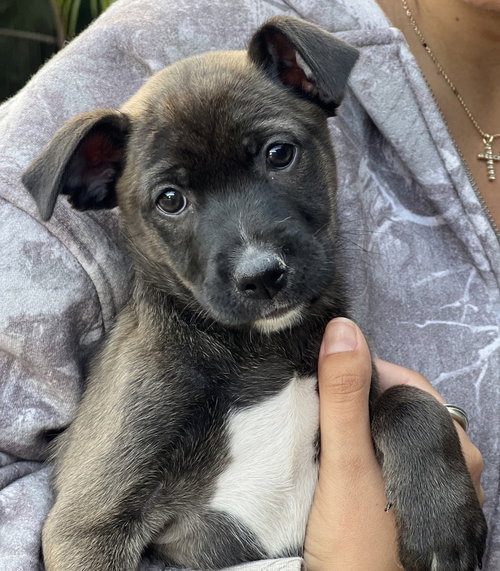 Sable, an adoptable Terrier in Dana Point, CA