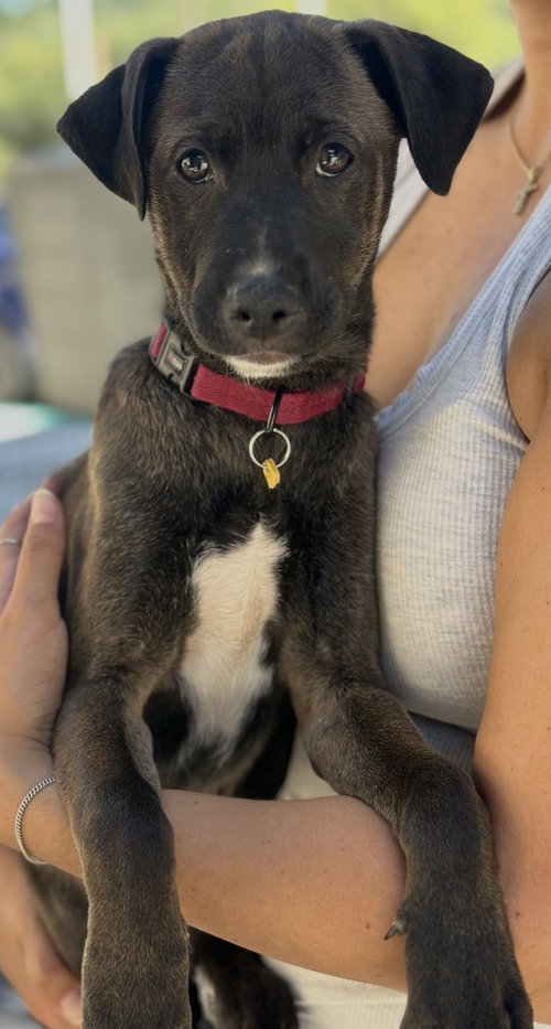 Sable, a dog for adoption from Love All Animals