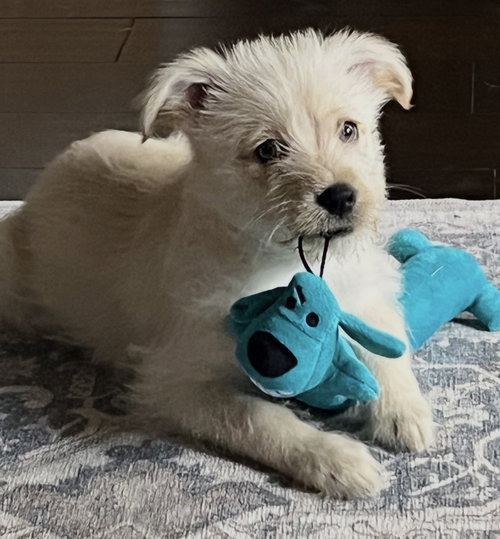 Molly, an adoptable Havanese in Dana Point, CA