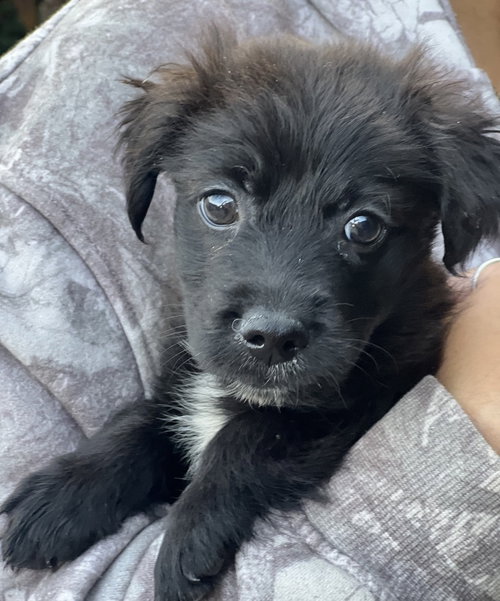 Leo, an adoptable Spaniel in Dana Point, CA