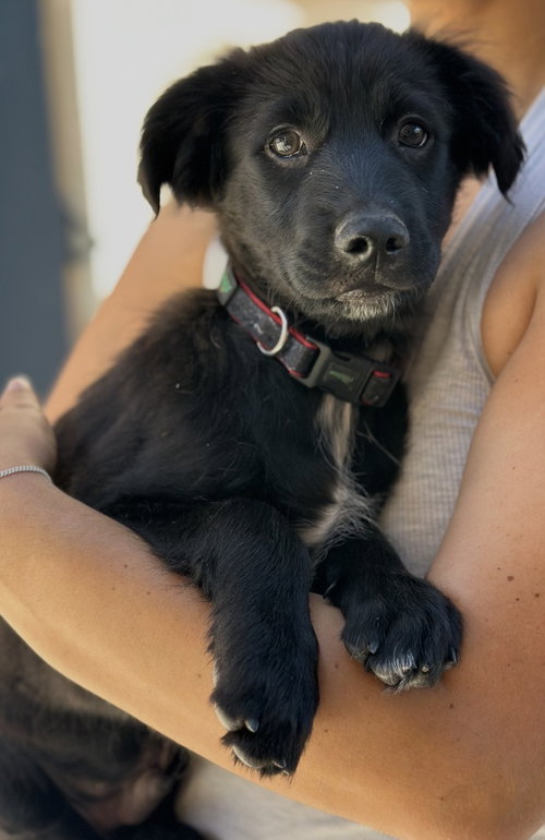 Leo, an adoptable Spaniel in Dana Point, CA