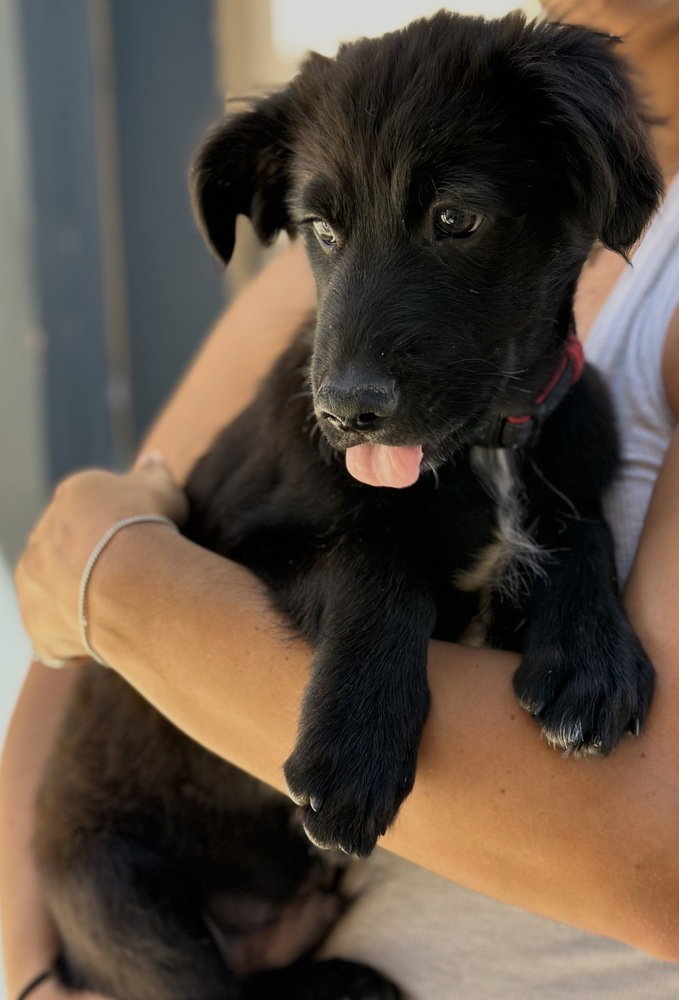 Leo
