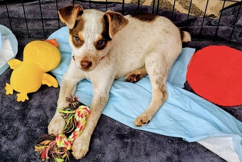 WILDER - Cattle Dog available for adoption