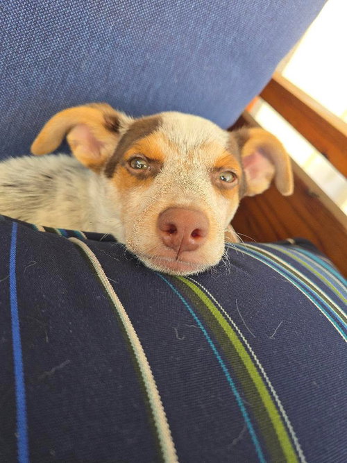 WILDER - Cattle Dog available for adoption