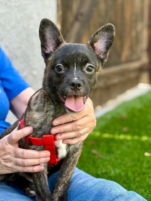 REX - French Bulldog / Poodle (Miniature) available for adoption