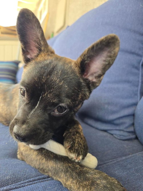 REX - French Bulldog / Poodle (Miniature) available for adoption
