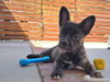 Rex - Photo 3