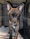 Rex - Photo 4