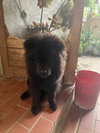 Dax - Photo 1