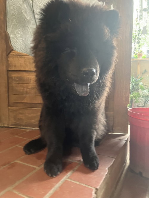 DAX - Chow Chow available for adoption
