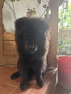 Dax - Photo 3