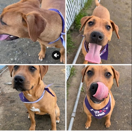 Peach, an adoptable Labrador Retriever in Dana Point, CA