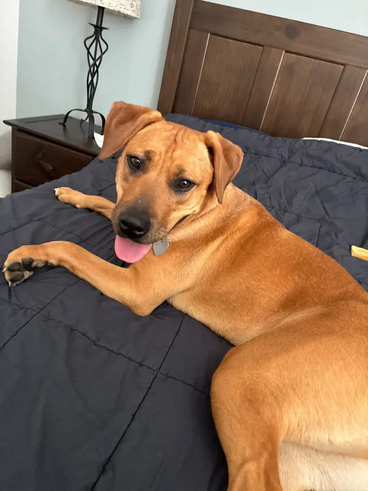 Peach - Labrador Retriever