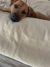 Peach - Photo 3