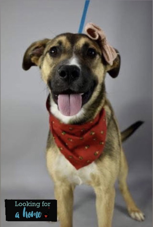 Lucy, an adoptable Australian Shepherd in Dana Point, CA