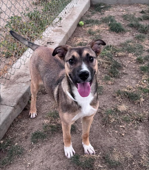 LUCY - Australian Shepherd / Shepherd available for adoption
