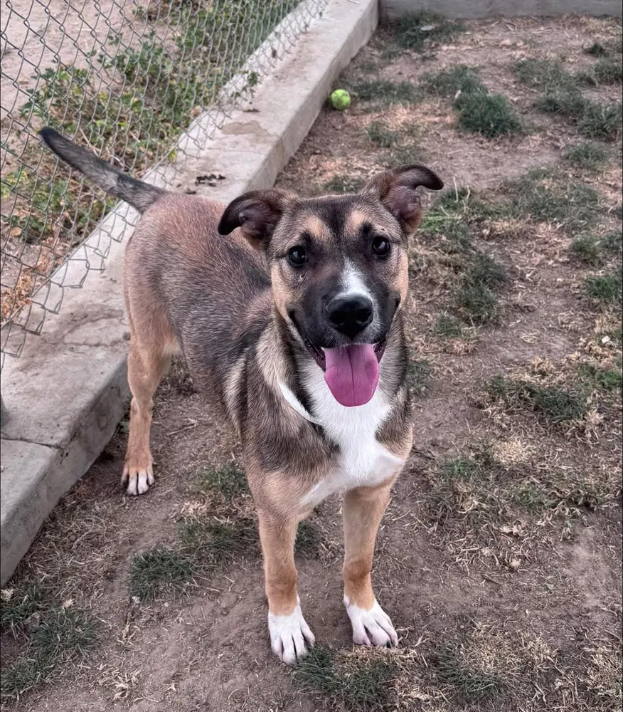 Lucy image 3
