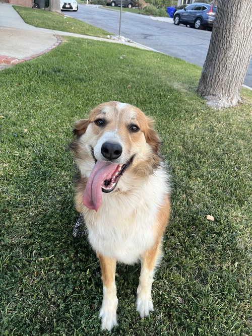 Bingo, an adoptable Australian Shepherd in Dana Point, CA