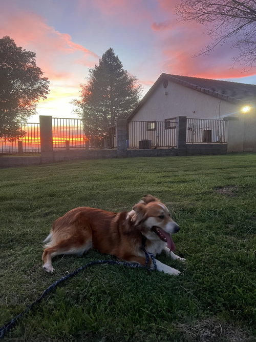 BINGO - Australian Shepherd / Collie available for adoption