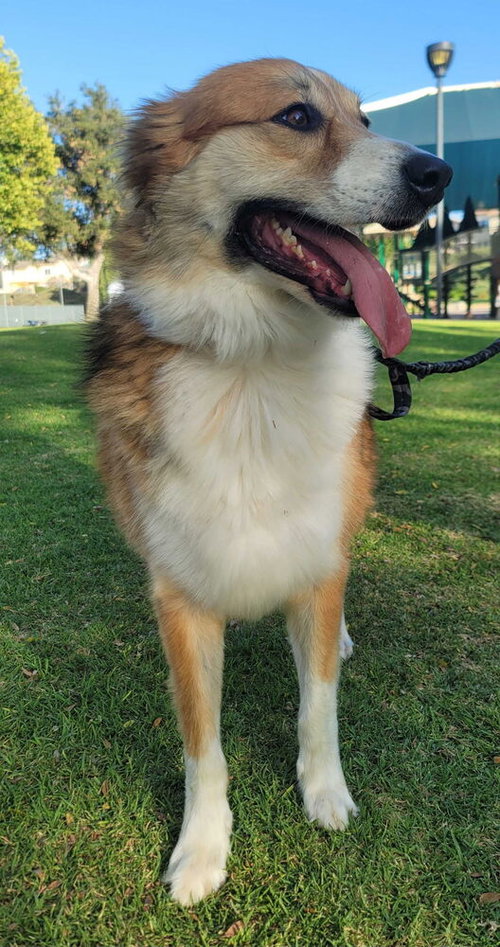 Bingo, an adoptable Australian Shepherd in Dana Point, CA