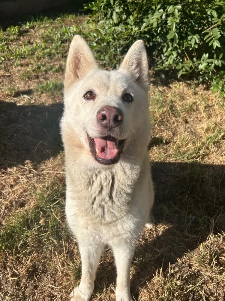 Stella - Shepherd