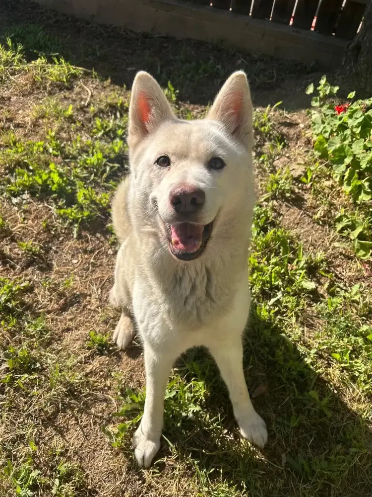 Stella image 2