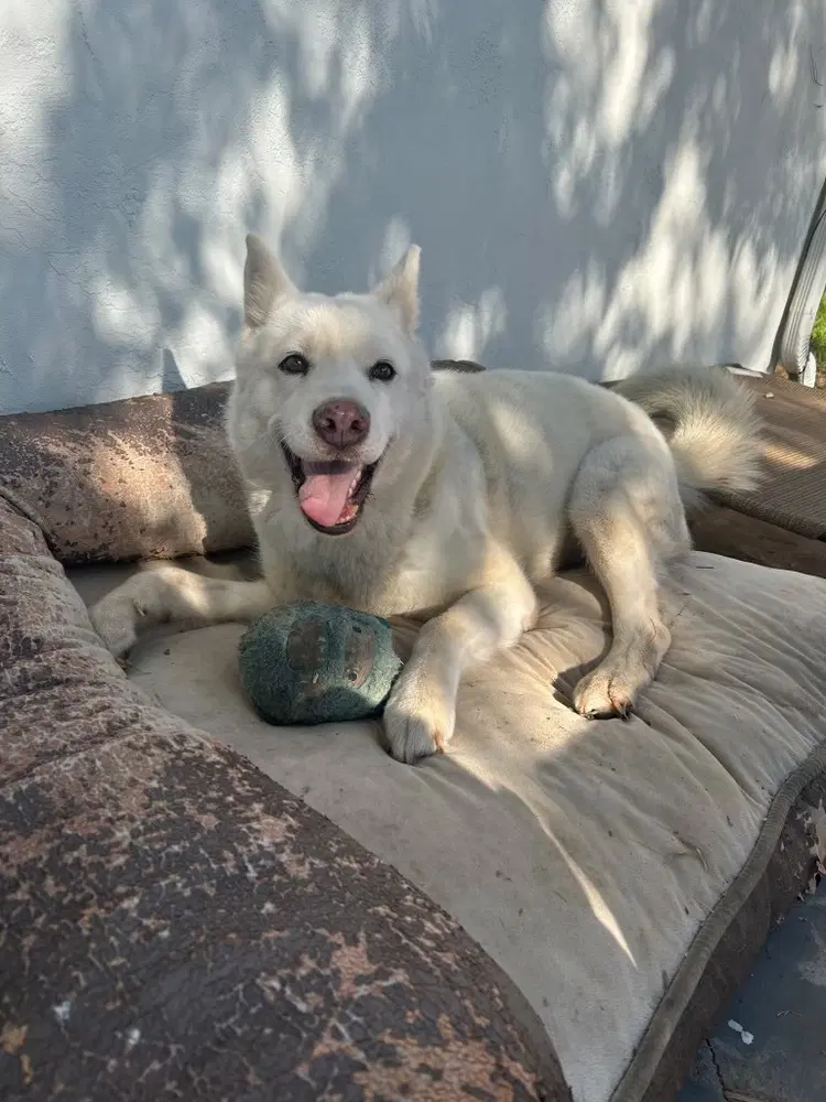Stella image 3