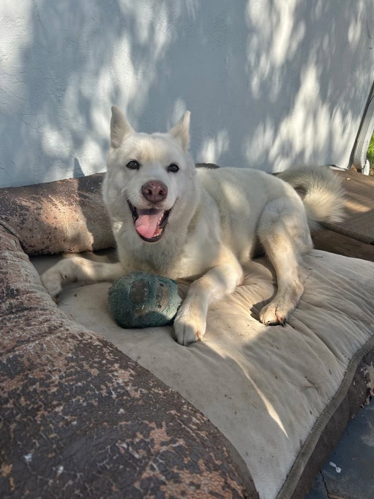 Stella