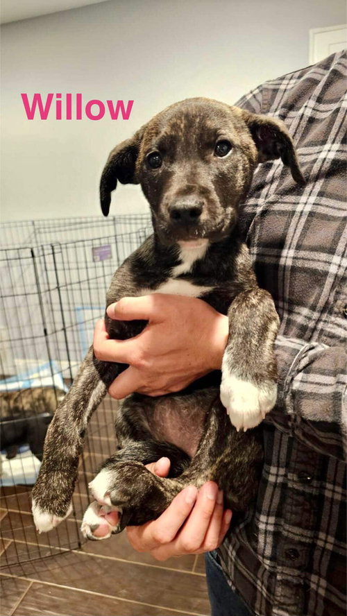 Willow, an adoptable Border Collie in Dana Point, CA