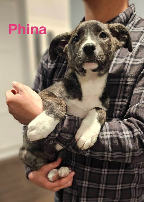 Phina, an adoptable Border Collie in Dana Point, CA