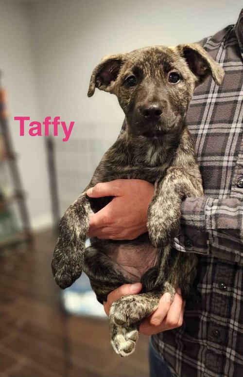 Taffy, an adoptable Border Collie in Dana Point, CA