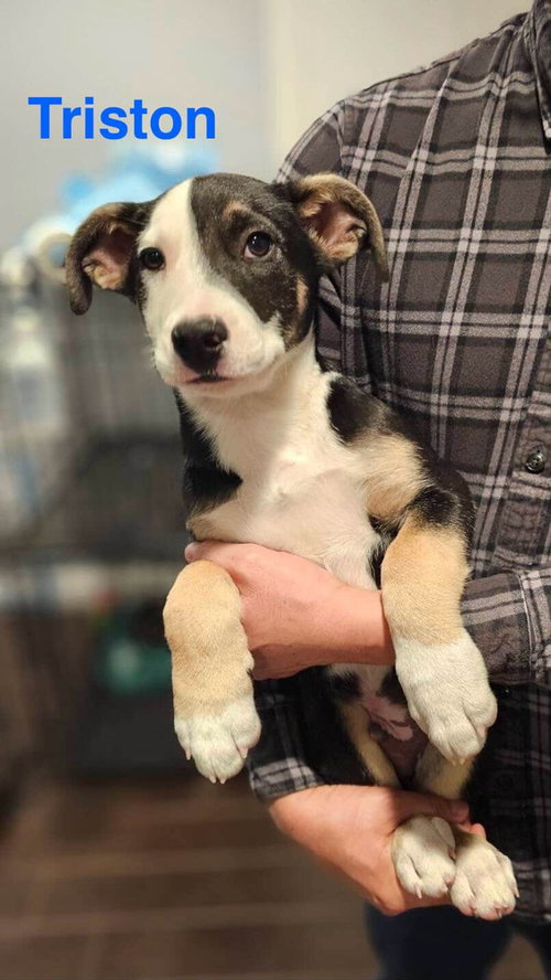 Triston, an adoptable Border Collie in Dana Point, CA