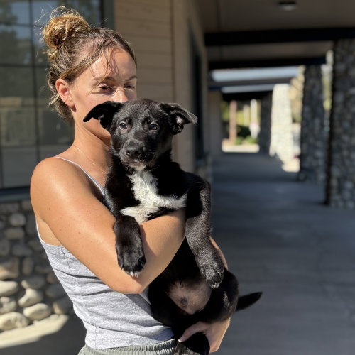 Artie, an adoptable Border Collie in Dana Point, CA