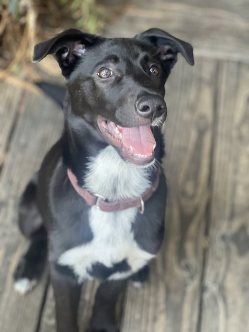 Artie, an adoptable Border Collie in Dana Point, CA