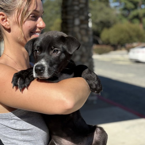 Archer, an adoptable Border Collie in Dana Point, CA