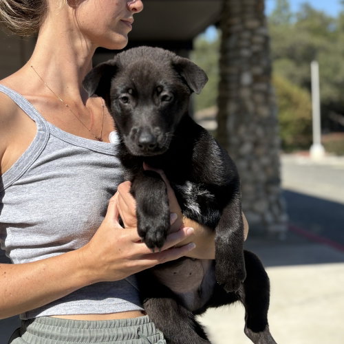 Asher, an adoptable Border Collie in Dana Point, CA