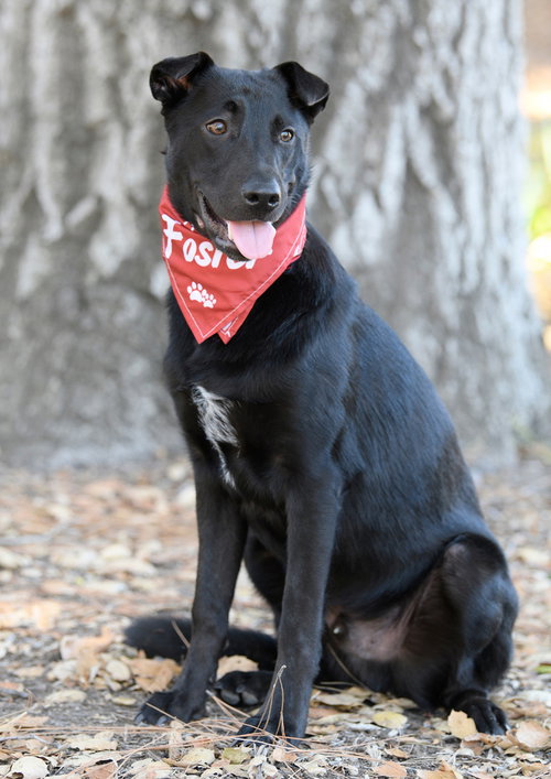 Asher, a dog for adoption from Love All Animals