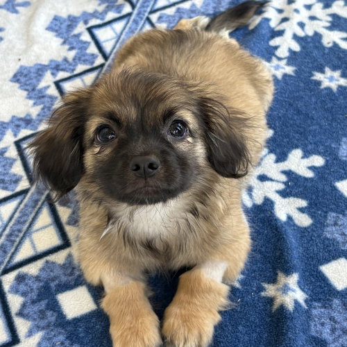 Fuzzy, an adoptable Pekingese in Dana Point, CA