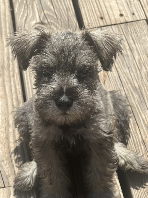 Ronan, an adoptable Schnauzer in Dana Point, CA