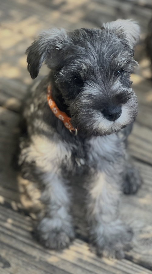 Rumer, an adoptable Schnauzer in Dana Point, CA