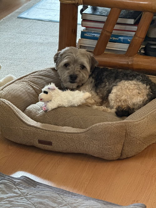 Raz, an adoptable Yorkshire Terrier Yorkie in Dana Point, CA