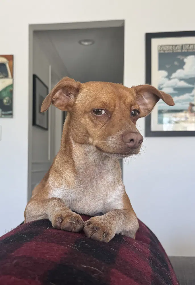 Chip - Chihuahua