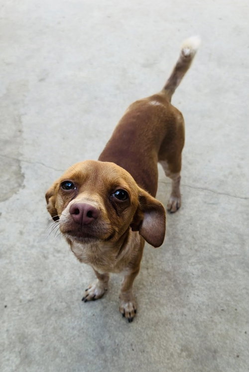 Chip, a dog for adoption from Love All Animals