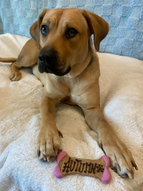 Autumn, an adoptable Black Mouth Cur in Dana Point, CA