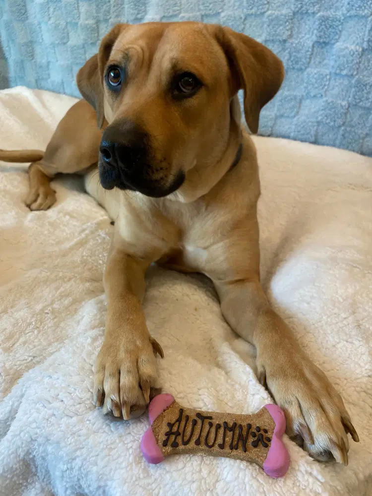 Autumn - Black Mouth Cur