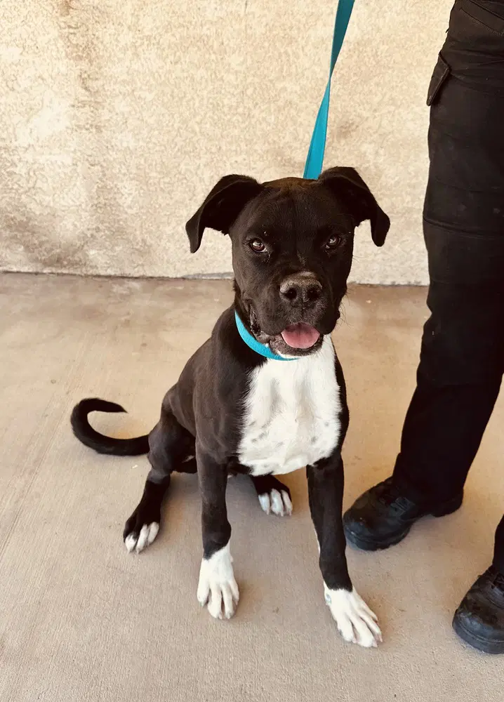 Riley - Boxer