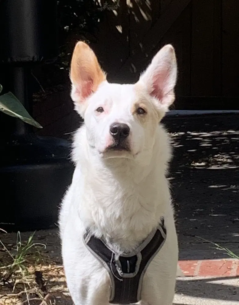Jasper - Cattle Dog
